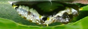 Pupae